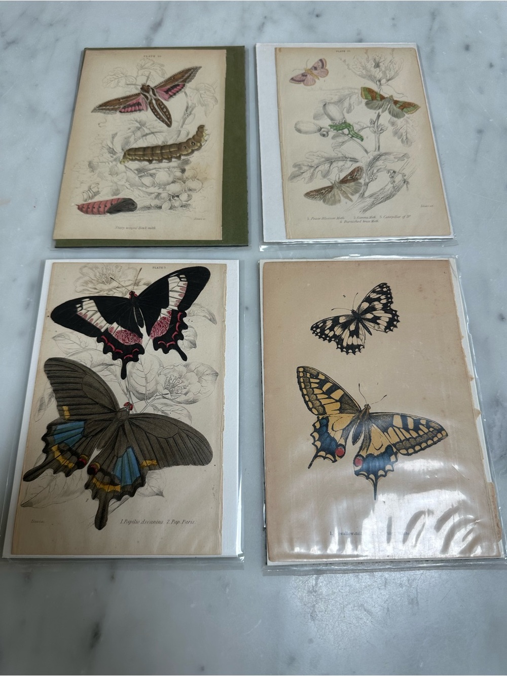 1800s William Jardine The Naturalist Library Rare Butterfly Chromolithographs